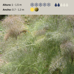 Foeniculum vulgare "Smokey Bronze" - 40 semillas, foto 2 de 5
