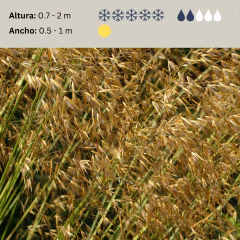 Stipa gigantea, foto 2 de 2