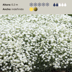 Cerastium tomentosum (cerastium), foto 2 de 3