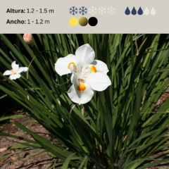 Dietes "Nola Alba" - 20 semillas, foto 2 de 4
