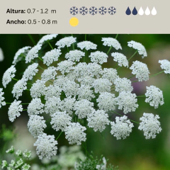 Ammi visnaga (visnaga), foto 2 de 4