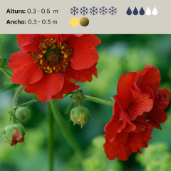 Geum chiloense (geum) - flor roja, foto 2 de 2