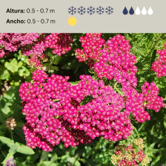 Achillea millefolium Summer Pastels - Mix colores, foto 2 de 4