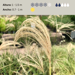 Eustachys distichophylla (eustachis), foto 2 de 2