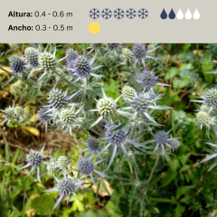Eryngium planum - 40 semillas, foto 2 de 4