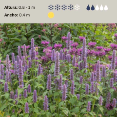 Agastache rugosa 'Liquorice Blue', foto 2 de 2
