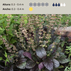 Salvia lyrata 'Purple Vulcano', foto 2 de 2