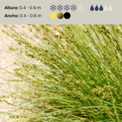Carex divulsa, imagen 2