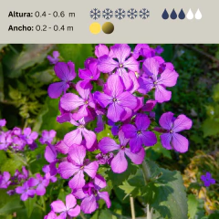 Lunaria annua (moneda del Papa), foto 2 de 2