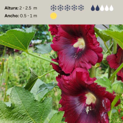 Alcea rosea (flor bordó) - 20 semillas, foto 2 de 3