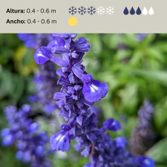 Salvia farinacea "Victoria Blue" (salvia azul, salvia farinacea), foto 2 de 3