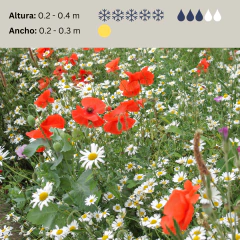 Papaver rhoeas - Semillas, foto 2 de 3