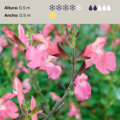 Salvia jamensis - flor rosada, foto 2 de 2