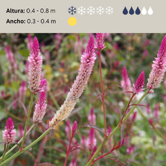 Celosia spicata (celosia spicata) - 20 semillas, foto 2 de 3