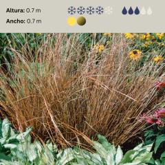Carex buchananii "Red Rooster" (Carex buchanani), foto 2 de 6