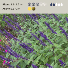 Salvia "Anthony Parker", foto 2 de 3