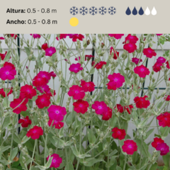 Lychnis coronaria - flor magenta (lichnis) - 20 semillas, foto 2 de 4