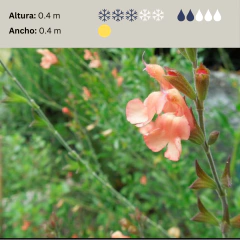 Salvia greggii - flor salmón, foto 2 de 3