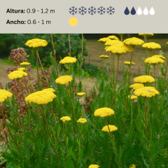 Achillea filipendulina (achilea amarilla), foto 2 de 3