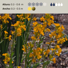 Erysimum x chairi (alelí amarillo), foto 2 de 3