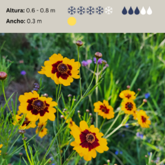 Coreopsis tinctoria (coreopsis anual) - 40 semillas, foto 2 de 5