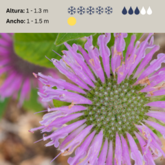 Monarda fistulosa (monarda) - 40 semillas, foto 2 de 3