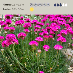 Armeria maritima "Morning Star Deep Rose"- (armeria compacta flor rosa), foto 2 de 3