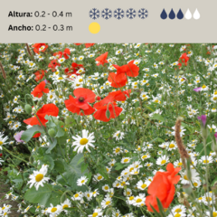 Papaver rhoeas (amapola roja), foto 2 de 2