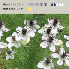 Nigella papillosa "African Bride" - 20 semillas, foto 2 de 4