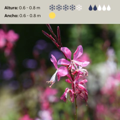 Gaura lindheimeri (flor rosada), foto 2 de 2