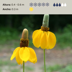 Ratibida columnifera - flor amarilla y flor rojiza - 40 semillas, foto 2 de 4