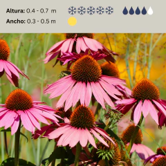 Echinacea purpurea - 20 semillas, foto 2 de 4