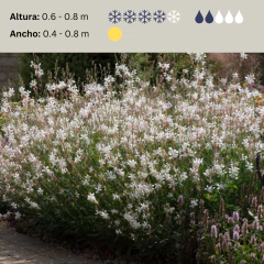Gaura lindheimeri "Sparkle White" - (gaura blanca compacta), foto 2 de 3