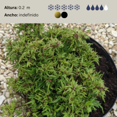 Hedera 'Mini' - "Hiedrita mini", foto 2 de 2