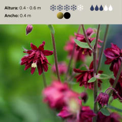 Aquilegia "Ruby Port", foto 2 de 2