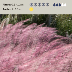 Muhlenbergia capillaris (mulenbergia rosa), foto 2 de 3