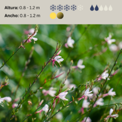 Gaura lindheimeri - forma compacta - 20 semillas, foto 2 de 5