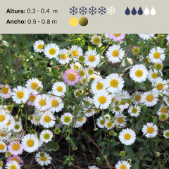 Erigeron karvinskianus - 40 semillas, foto 2 de 5