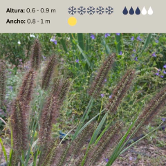 Pennisetum alopecuroides "Moudry" (penisetum moudry), foto 2 de 2