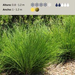 Stipa caudata, foto 2 de 2