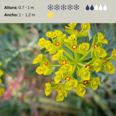 Euphorbia rigida (euforbia rígida), foto 2 de 3