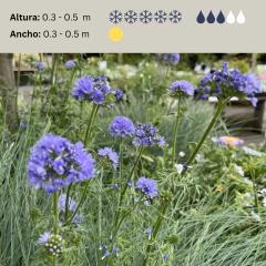 Gilia capitata (flor de globo), foto 2 de 2