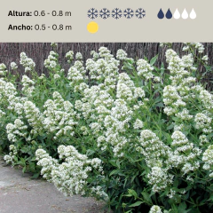 Centranthus ruber 'Alba' (valeriana flor blanca), foto 2 de 2