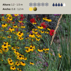 Rudbeckia triloba (susana de ojos negros) - 40 semillas, foto 2 de 3