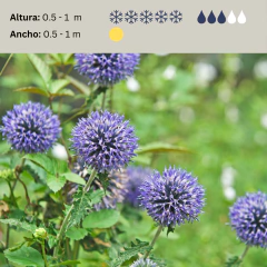 Echinops ritro (cardo azul), foto 2 de 4
