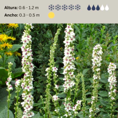 Verbascum chaixxi "Wedding Candles" - 40 semillas, foto 2 de 3