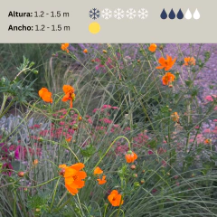 Cosmos sulphureus (cosmos naranja) - 20 semillas, foto 2 de 2