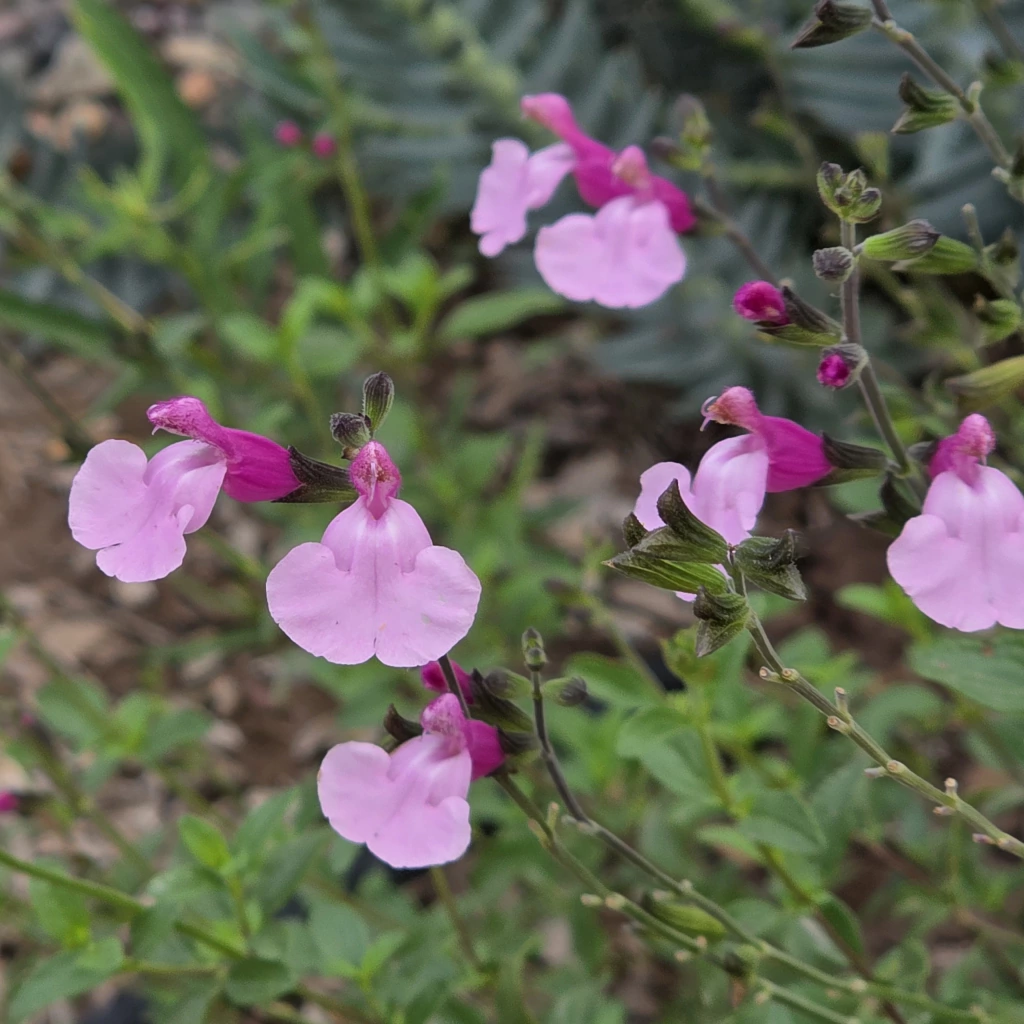 Salvia greggii "Joy" (salvia gregui joy)