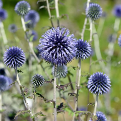 Echinops ritro (cardo azul) - 20 semillas, foto 3 de 4
