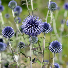 Echinops ritro (cardo azul), foto 3 de 4
